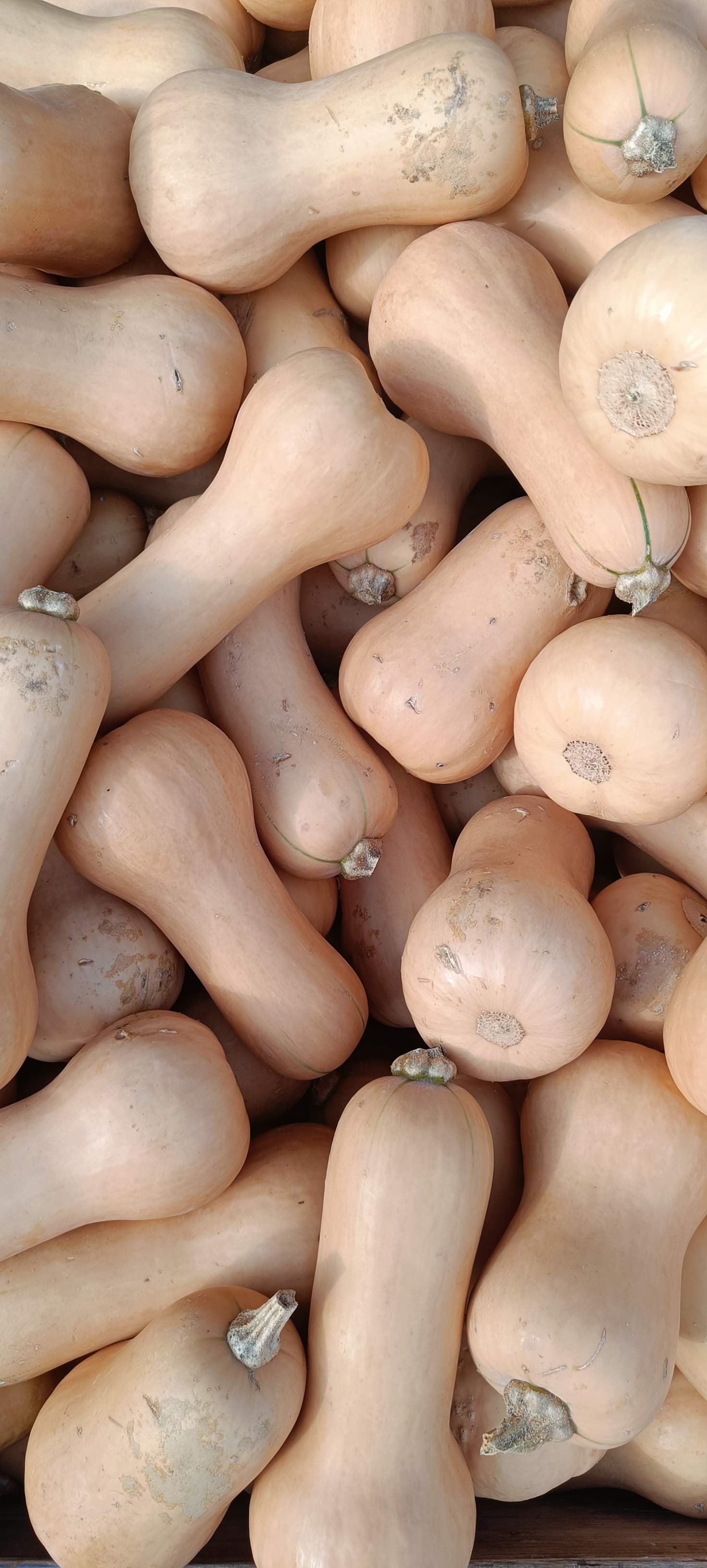 Close-up of a pile of light brown gourds with small stems.