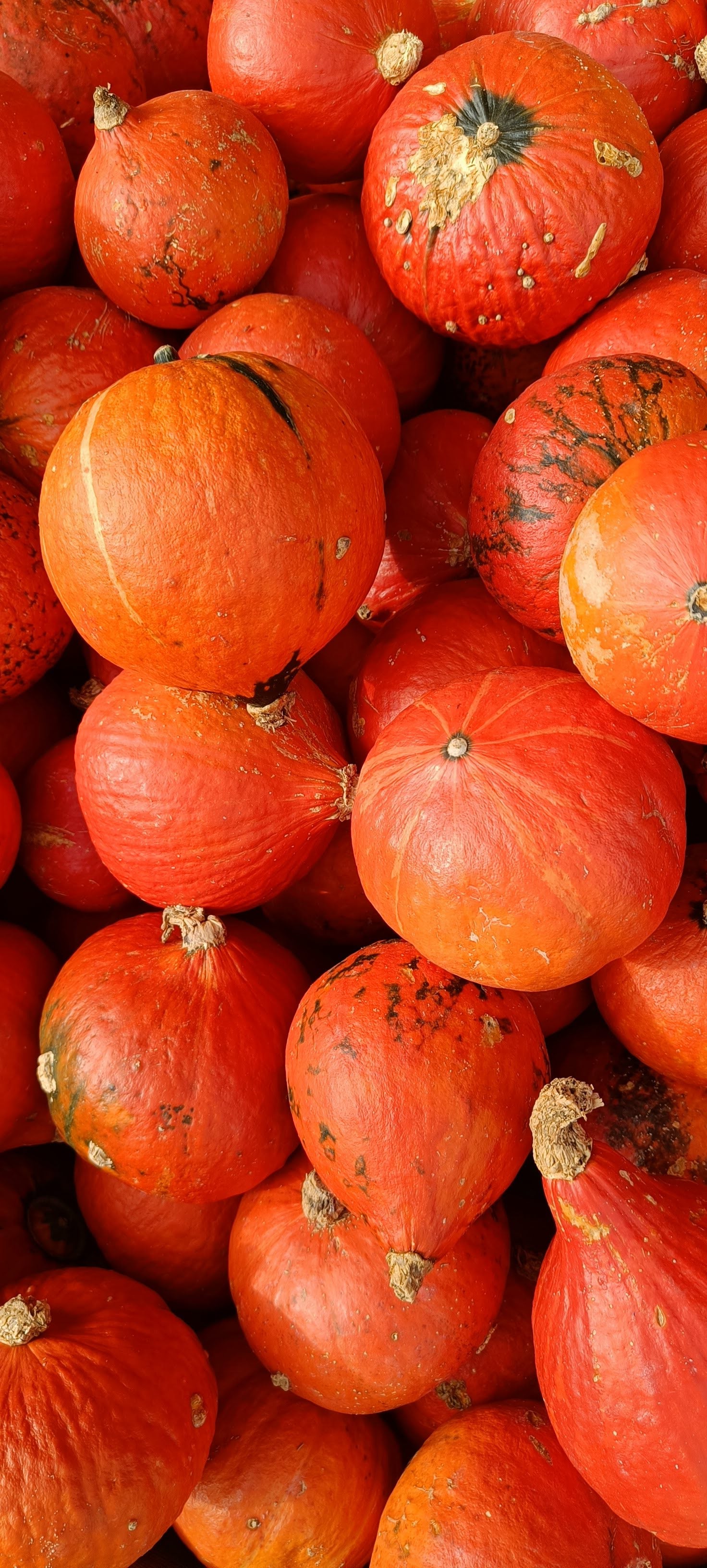 Stack of orange pumpkins with some blemishes