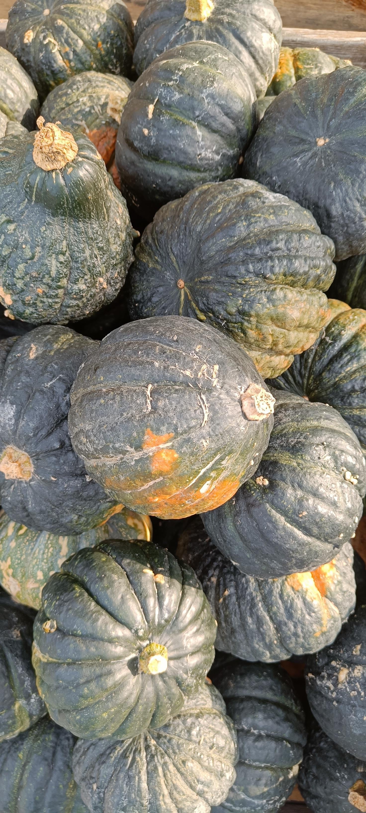 Close-up of green pumpkins with a blurred background